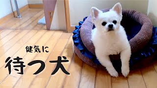 飼い主に会えたチワワが全身で喜びを体現する姿にキュン死にです❤️ Cute dog