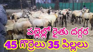 పల్లెల్లో రైతు దగ్గర వున్న గొర్రెలు పిల్లలు 97058 59574 Nellore judipi sheeps kids #farming