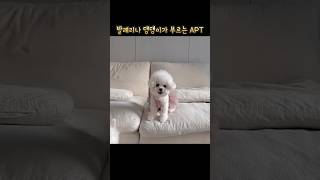 발레리나 강아지가 부르는 APT  #강아지 #반려견 #비숑 #bichonfrise #cute #puppy #sorts #apt