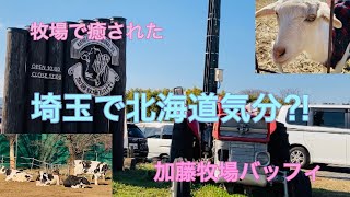 埼玉県で北海道気分　加藤牧場バッフィ　かわいい動物たちに癒されました