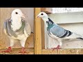 8 NEW PIGEONS ( VDB X )