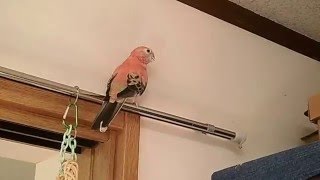 アキクサインコ・オス同士のけんか