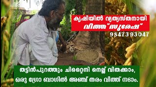 തട്ടിന്‍ പുറത്തും ചുവന്ന ചിറ്റൈനി നെല്ല് വിളയിക്കാം.നെല്‍ കൃഷിയില്‍ വ്യത്യസ്തനായി വിത്ത് സുരേഷ്.