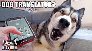 More Phone Apps Translate My Husky Speaking! Testing More Dog Translators!