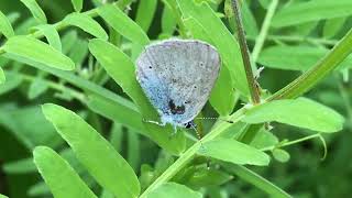 カバイロシジミ/Glaucopsyche lycormas 小樽市銭函 2018/07/11 Zenibako Otaru Hokkaido, Butterfly of Japan