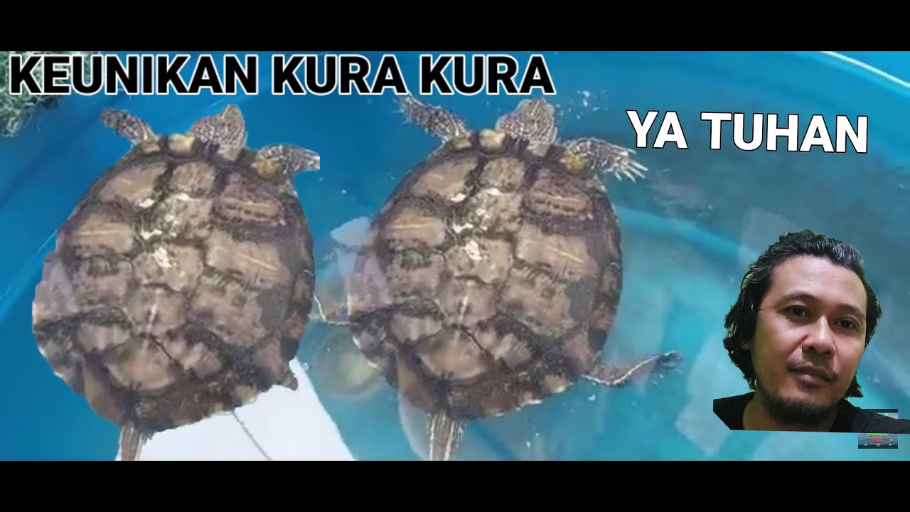 KEUNIKAN KURA KURA YANG HARUS KITA KETAHUI - YouTube