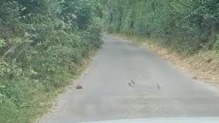 Stoats and Sparrows in Binsted Lane near Arundel