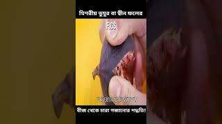 বীজ থেকে মিশরীয় ডুমুর বা ত্বীন ফল চাষ পদ্ধতি, How to grow figs from seeds,