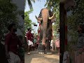 മീനാടനും രഞ്ജുവും ഒരു രക്ഷയുമില്ല🔥😳 aanapappan elephant pooram aanapranth aana aanapremii