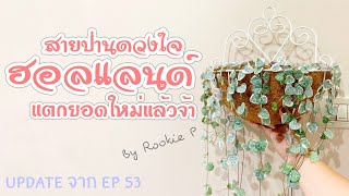 [ RookieP ] EP57 Update : สายป่านดวงใจจากฮอลแลนด์แตกยอดใหม่แล้วจ้า | Update จาก EP 53