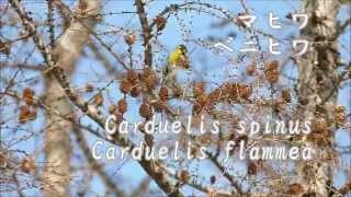 マヒワとベニヒワ　/ Carduelis spinus and Carduelis flammea