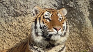 アムールトラ　冬の日の虎　日差しを浴びてじっとしてました　【浜松市動物園】