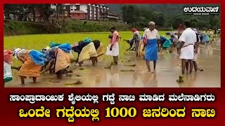 ಒಂದೇ ಗದ್ದೆಯಲ್ಲಿ 1000 ಜನರಿಂದ ನಾಟಿ | ಸಾಂಪ್ರಾದಾಯಿಕ ಶೈಲಿಯಲ್ಲಿ ಗದ್ದೆ ನಾಟಿ ಮಾಡಿದ ಮಲೆನಾಡಿಗರು|udayavani news