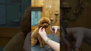 Cutest poodle puppy face transformation! #toypoodle #doggroomingtips #beforeandafter