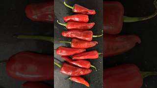 Red chilli #chutney! #mirchi #redchillies #spicy #shortsvideo #shorts