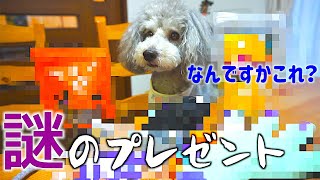 🐶うちの犬宛に、とあるプレゼントが届きました。【トイプードルのグリィ】【犬】【dog】【toy poodle】