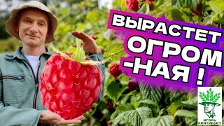 Secrets of Raspberry Care: How to Get a Rich Harvest