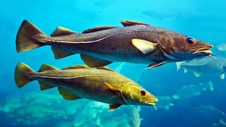 WOW ត្រីធំៗណាស់_So big fish! Subscribe my chanel, thank!