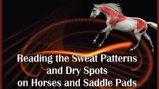 Reading the Sweat Pattern and Dry Spots on Horses and Saddle Pads - Sponsored by Saddlefit 4 Life