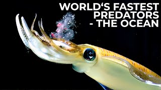 World's Fastest Predators | Episode 1:  The Ocean | Free Documentary Nature