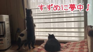 すずめに夢中な朝♪