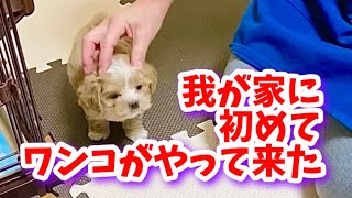 【マルプー犬のマリモ】我が家に初めてワンコがやってきた