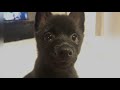 Tsipi the Schipperke: Supermodel