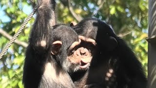 Happy together! by Ibuki and Plum  一緒が楽しい！イブキとプラム　Chimpanzee  Tama Zoological Park