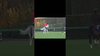 #shorts 中山競馬場の誘導馬 はしゃぎ過ぎて 尻もちをつく 全編はコメント欄へ