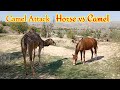 Horse vs Camel || Camel Attack Unedited (VLOG) | | Hashim Studio