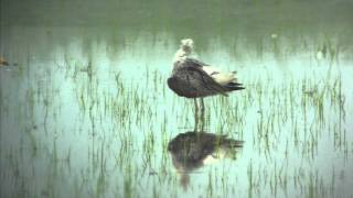 野鳥撮影・ アオアシシギ Greenshank 2