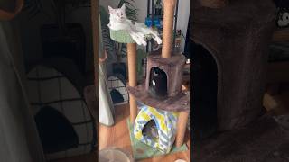 爪とぎ付激狭高級マンションで暮らす猫達の朝 #cat  #ねこのいる生活   #ねこ動画    #猫  #ハチワレのサバ缶   #三毛猫  #癒し  #面白い #にゃんこ  #ハチワレ   #サバトラ