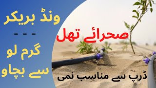 Wind Breaker in Desert Thal | Automatic Drip Irrigation in Thal Desert