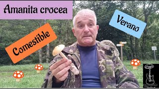 Seta comestible Amanita crocea (Previa cocción)