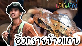 ไปหาดูอึ่งกรายข้างแถบในป่า จะเจอมั้ยนะ?