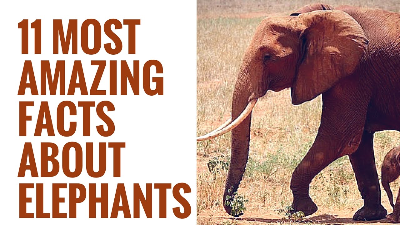 12 Memorable Facts About Elephants For World Elephant Day