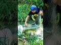 amazing‼️jala ikan dapat banyak di sungai dangkal shorts jalaikan