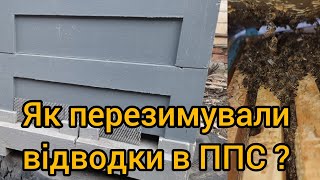 Як перезимували відводки в ППС ? Є ВТРАТИ !  Весна на порозі !