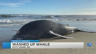 Humpback whale found washed up near Bennett Street Beach Access