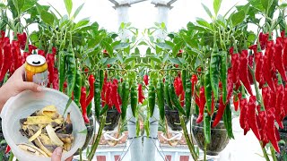 Growing Chili and Strawberries in Plastic Bottles – Massive Harvest in Just 3 Weeks!