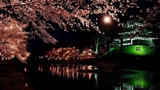 日本三大夜桜 高田公園・4K撮影