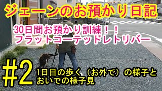 犬のしつけ、訓練フラットコーテッドレトリバー6ヶ月の仔犬30日間お預かり訓練日記＃2