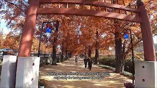 Damyang Metasequoia Land - Mudeungsan UNESCO Global Geopark 241119