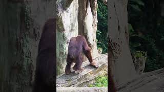 Orangutan swinging in the forest #forest #orangutan #monkey #swing #play #nature #wildlife HA98387