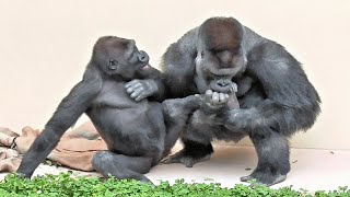 シャバーニ危うし ❗キヨマサとのリーダー争い、真っ只中❓ Shabani crisis ❗ A leadership battle with Kiyomasa is underway.❓Gorilla