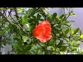 【柘榴】ザクロの開花 （花の開花＃ 438 blooming pomegranate timelapse