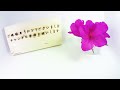 【柘榴】ザクロの開花 （花の開花＃ 438 blooming pomegranate timelapse