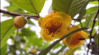 03/15/2022 金花茶的種植要領Camellia nitidissima