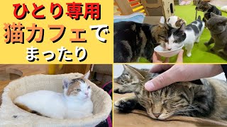 【ひとり専用猫カフェ】チュールで大パニック！【大阪 にあにゃあ】