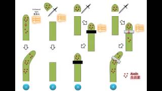 [科學史] DSE Bio 向性與生長素 (1)生長素的發現 Tropism and Auxin (1) The discovery of auxin